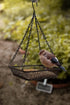 Hanging Bird Feeder with Mesh Tray, Black